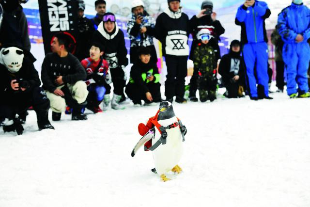 “淘學企鵝”新動作 全球最大室內滑雪場玩快閃