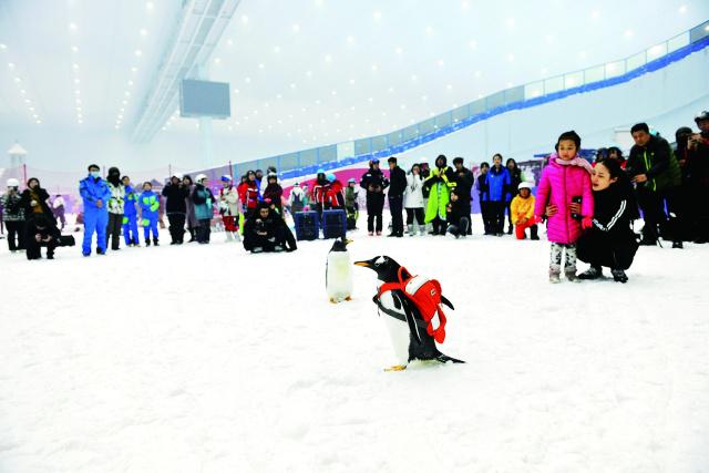 “淘學企鵝”新動作 全球最大室內滑雪場玩快閃 2