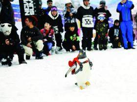 “淘學企鵝”新動作 全球最大室內滑雪場玩快閃