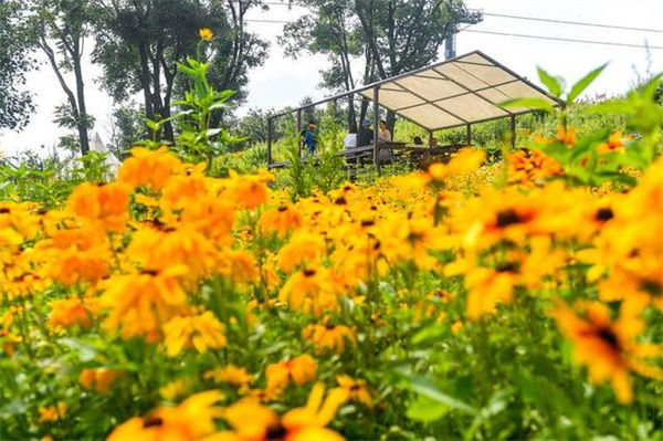 游客在萬科松花湖滑雪場登山賞花