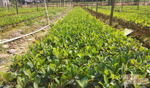 我市良種油茶苗木供應充足