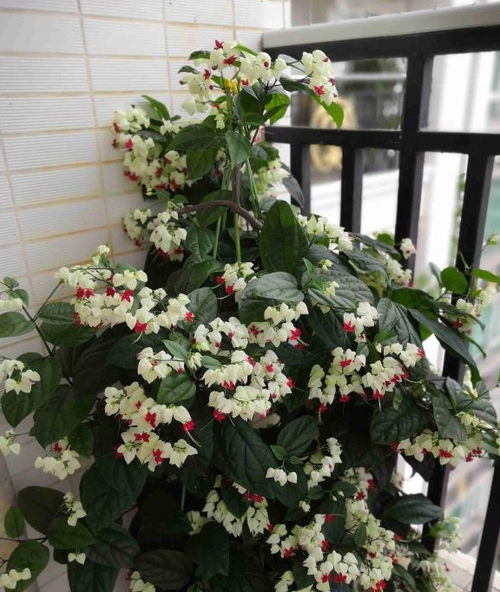 夏季養(yǎng)花選這款,好看又好養(yǎng),四季開(kāi)花,花量豐富,陽(yáng)臺(tái)變花園 栽培