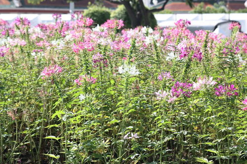 宿根花卉的栽培總的過(guò)程