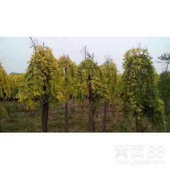 【山東錦程苗木嫁接隊(duì)-專業(yè)嫁接工人】-