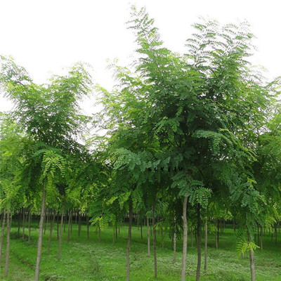 基地直銷優(yōu)質(zhì)國槐 綠化景觀苗木 國槐小苗批發(fā) 優(yōu)質(zhì)綠化苗 可實地看苗 禾禾苗木圖片_高清圖_細節(jié)圖-泰安市岱岳區(qū)禾禾苗木專業(yè)合作社