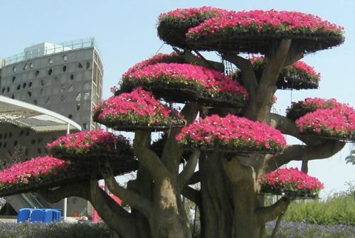 2種花卉,養(yǎng)著就 值錢(qián) ,放客廳也可以, 鎮(zhèn)宅 還好養(yǎng),值 養(yǎng)護(hù)