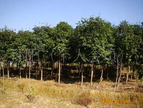 湖南宏盛苗木大量供應(yīng)6 8公分八月桂花樹歡迎各界人士前來觀苗指導(dǎo)價(jià) 湖南宏盛苗木大量供應(yīng)6 8公分八月桂花樹歡迎各界人士前來觀苗廠商 湖南宏盛苗木大量供應(yīng)6