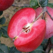 冬棗苗供應價格 冬棗苗供應公司 圖片 視頻