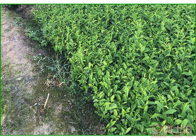 【福鼎大白茶苗價格】福鼎大白茶苗價格,價格,廠家,供應(yīng)商,花木、果木種苗,雅安市名山區(qū)惠農(nóng)苗木種植農(nóng)民專業(yè)合作社 - 產(chǎn)品庫