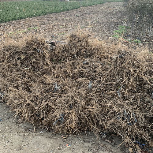 【批發(fā)矮化柱狀蘋果苗、批發(fā)矮化柱狀蘋果苗基地】- 