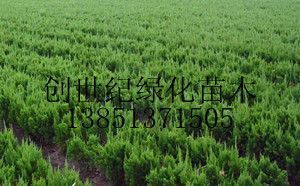 供應(yīng)沭陽龍柏價格江蘇龍柏價格龍柏報價_農(nóng)副產(chǎn)品_世界工廠網(wǎng)中國產(chǎn)品信息庫