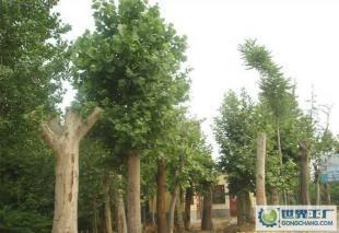 低價0法桐、欒樹、合歡、國槐、柳樹等常規(guī)苗木_農(nóng)副產(chǎn)品_世界工廠網(wǎng)中國產(chǎn)品信息庫