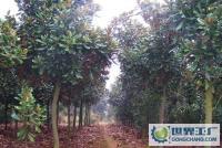 綠化苗木 15-20公分廣玉蘭[供應(yīng)]_綠化苗木_世界工廠網(wǎng)中國產(chǎn)品信息庫