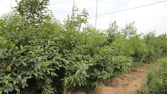 手把手教你打造精品苗木