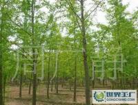 最低價銷售銀杏樹、嫁接銀杏樹、實生銀杏樹[供應]_綠化苗木_世界工廠網中國產品信息庫