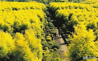 苗木生產,如何抓要點和難點