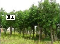 供應濰坊青州-國槐報價 國槐價格-青州春雨苗木基地_農副產品_世界工廠網中國產品信息庫