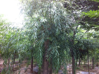 山東萬畝苗木大量出售西湖垂柳-山東萬畝苗木培育基地提供山東萬畝苗木大量出售西湖垂柳的相關(guān)介紹、產(chǎn)品、服務(wù)、圖片、價(jià)格13-14公分紅葉碧桃樹苗、5公分龍柱碧桃價(jià)格、3公分菊花碧桃小苗、8公分法桐基地、速生白蠟樹苗、山東國槐樹基地、