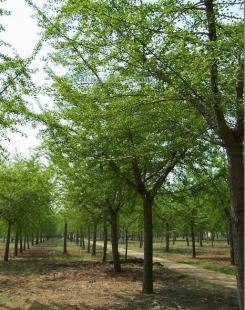 供應(yīng)銀杏樹,山東銀杏樹,海峰銀杏苗木基地_紡織、皮革_世界工廠網(wǎng)中國產(chǎn)品信息庫