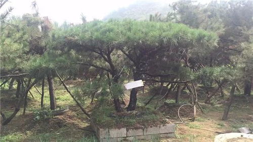 山東徐曉華 苗木未來的發(fā)展還是需要夯實的產(chǎn)品質(zhì)量基礎(chǔ)