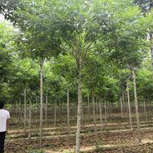 5.0厘米金葉白蠟價(jià)格_自然高350.0丨冠幅300.0公分衡水市金葉白蠟價(jià)格_故城縣霞光苗木種植專業(yè)合作社-愛淘苗