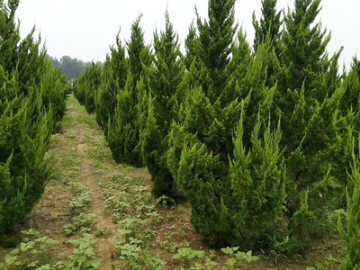 園林綠化平臺_綠化苗木供應(yīng)_綠化苗木求購信息_園林綠化苗木價(jià)格_園林信息化