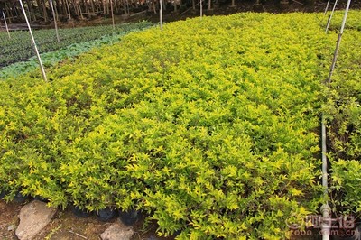 【黃金葉種植基地、基地直銷、質優價廉】綠化苗木,價格,廠家,供應商,花木,龍海市東泗興輝園藝場 - 產品庫