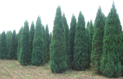 苗木分幾個等級?精品苗木的標準是什么?