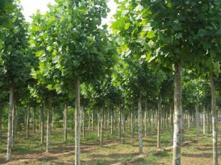 米徑6-15公分法桐苗木河南洛陽(yáng)批發(fā)價(jià)格 _農(nóng)副產(chǎn)品_世界工廠網(wǎng)