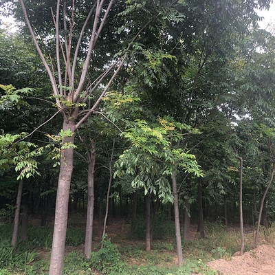 工程建設(shè)綠化用樹(shù) 精品大葉女貞 苗木種植基地