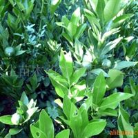 核桃苗,梨苗,獼猴桃苗四川 廣元 蒼溪蒼溪縣常生苗木藥材開發有限責任公司產品供應第1頁