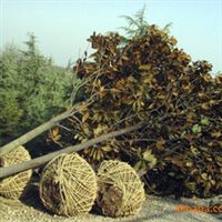 批發廣玉蘭樹苗 玉堂春 綠化苗木 喬木 白玉蘭 廣玉蘭 行道樹指導價 批發廣玉蘭樹苗 玉堂春 綠化苗木 喬木 白玉蘭 廣玉蘭 行道樹廠商 批發廣玉蘭樹苗