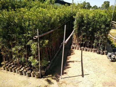 【羅漢松培養基地、羅漢松小苗直銷、質優價廉】綠化苗木,價格,廠家,供應商,花木,龍海市東泗興輝園藝場 - 產品庫