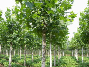 園林植物 河南鄢陵花卉苗木草坪基地