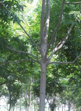 綠化苗木產品圖鑒 精選147種苗木圖片及信息速覽